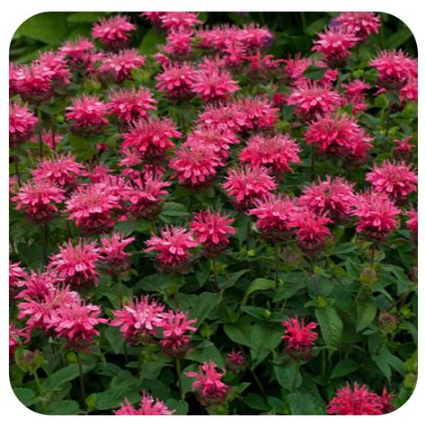 All Other Perennials & Potted Plants. . Dwarf bee balm varieties